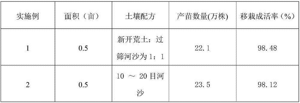 Large-scale seedling culture method by spreading hedyotis herb seeds