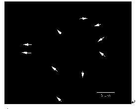 Fluorescence in situ hybridization method of 5S rDNA on plant chromosome