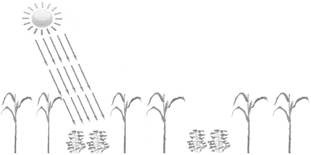 Method for corn-soybean strip type interplanting