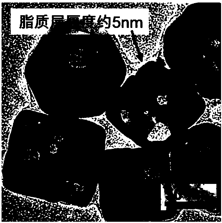 Temperature-sensing gold nano cage and preparation method and application thereof, drug-loaded temperature-sensing gold nano cage and preparation method thereof