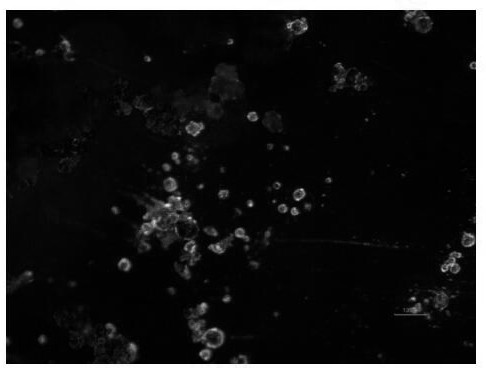 Device and method for promoting aerobic sludge granulation by combining magnetic material with moving magnetic field