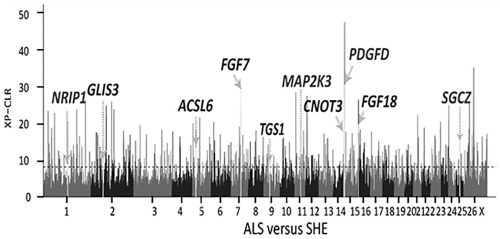 Gene chips, molecular probe combinations, kits and applications for the analysis of suet tail