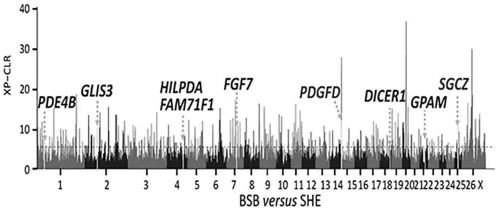 Gene chips, molecular probe combinations, kits and applications for the analysis of suet tail