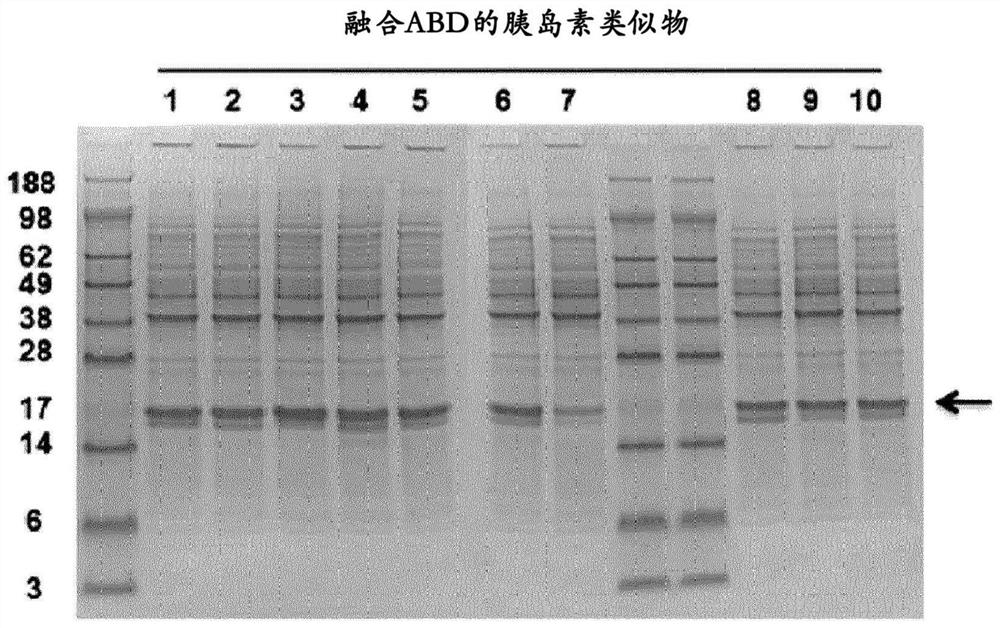 Method for preparation of active form of long-acting insulin analogue conjugate by using clostripain