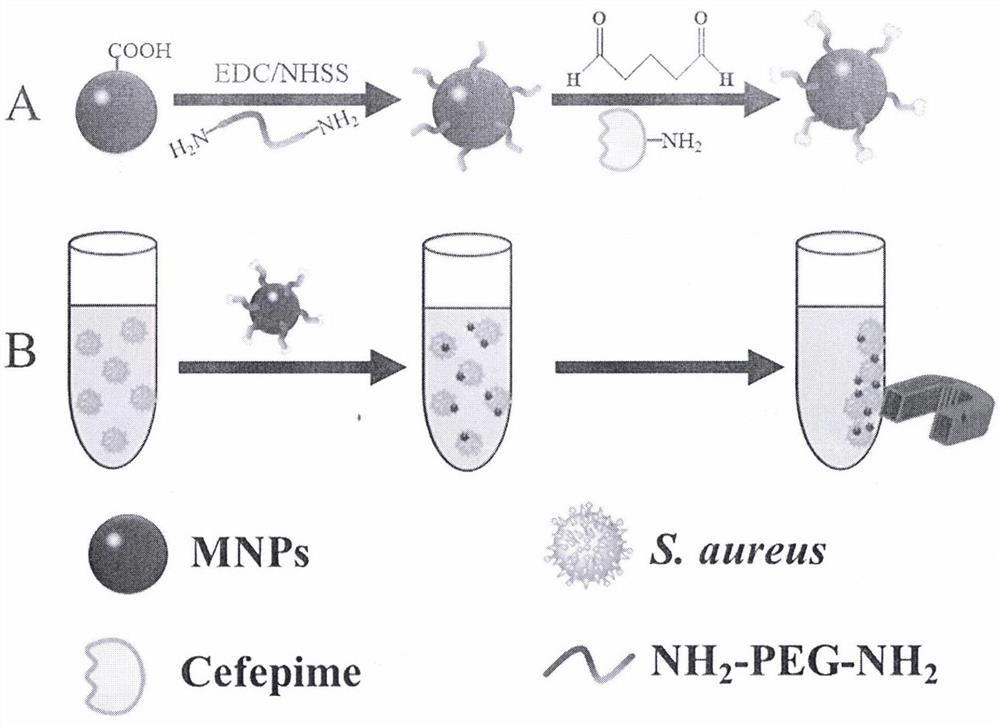 Method for enriching staphylococcus aureus by magnetic beads