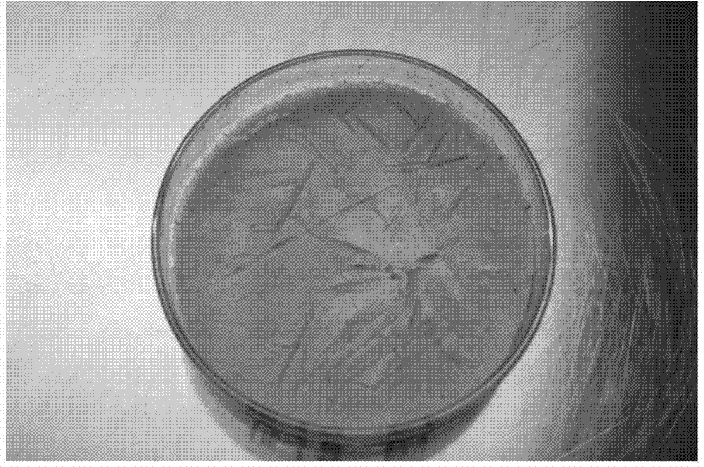 Method for preparing wood frog skin collagen