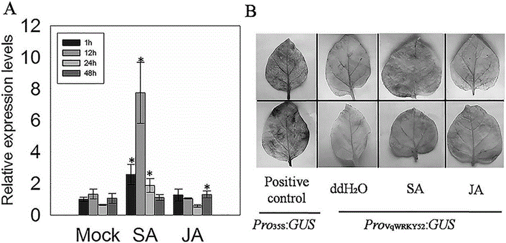 Wild vitis quinquangularis anti-disease gene and application thereof