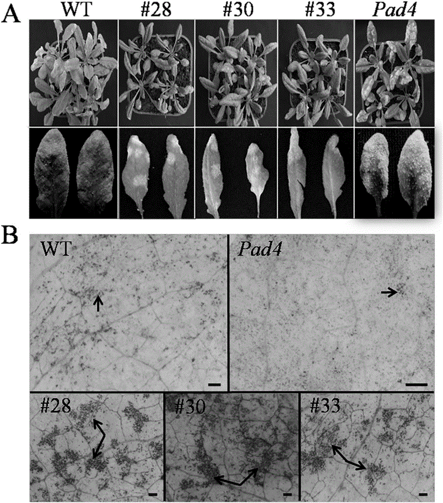 Wild vitis quinquangularis anti-disease gene and application thereof