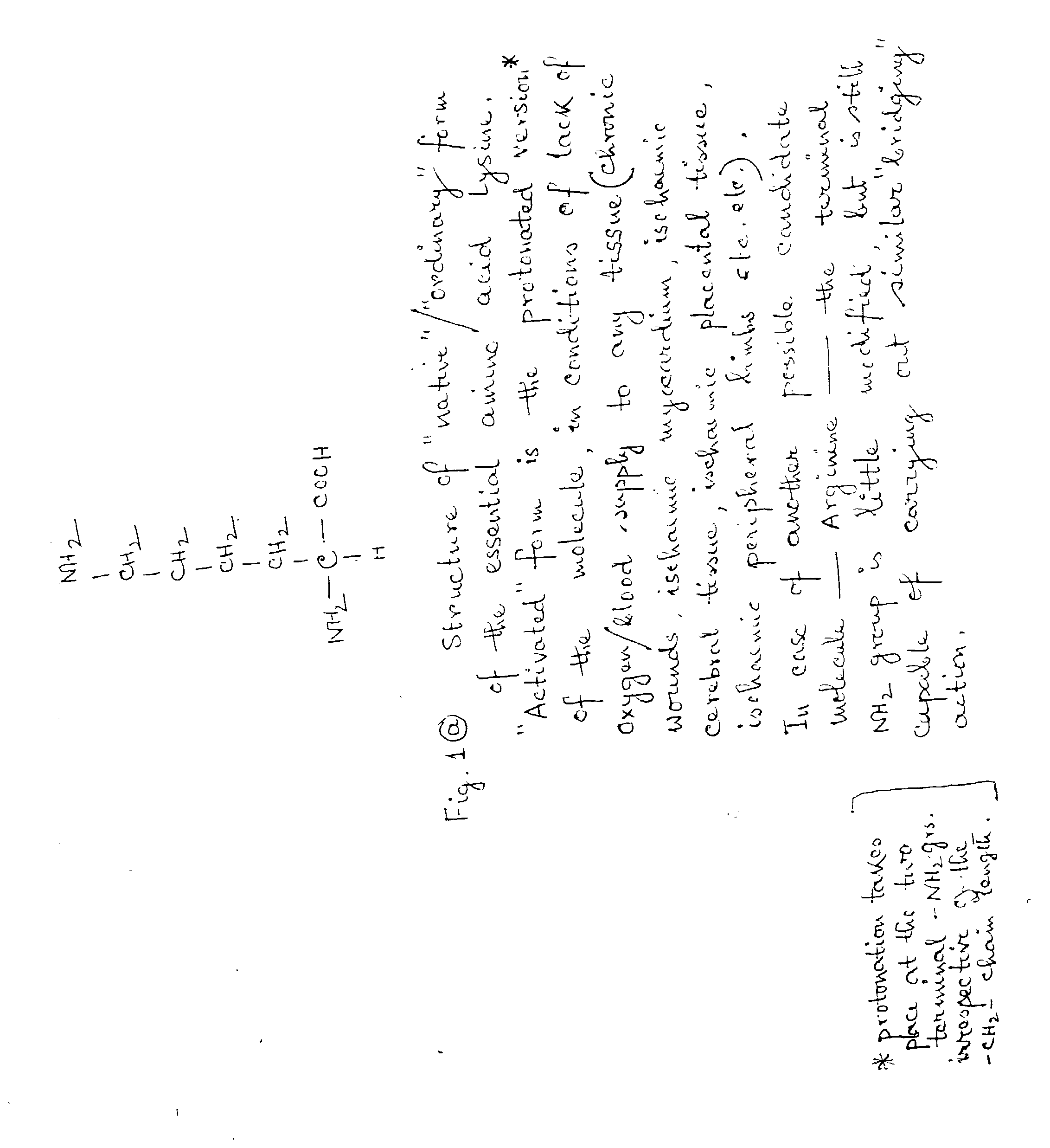 Lysine in therapeutic angiogenesis, particularly in treating ischaemic conditions