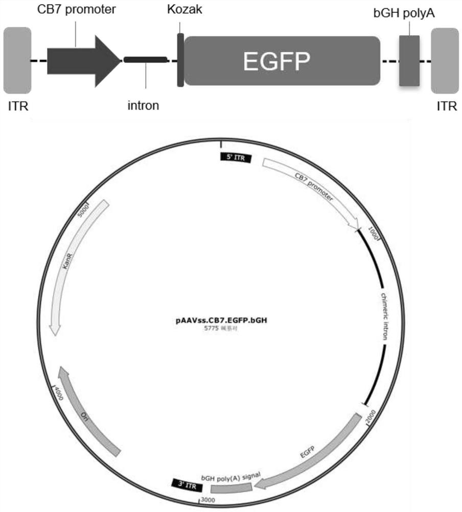 Recombinant adeno-associated virus for efficient tissue-specific expression of RS1 protein and application