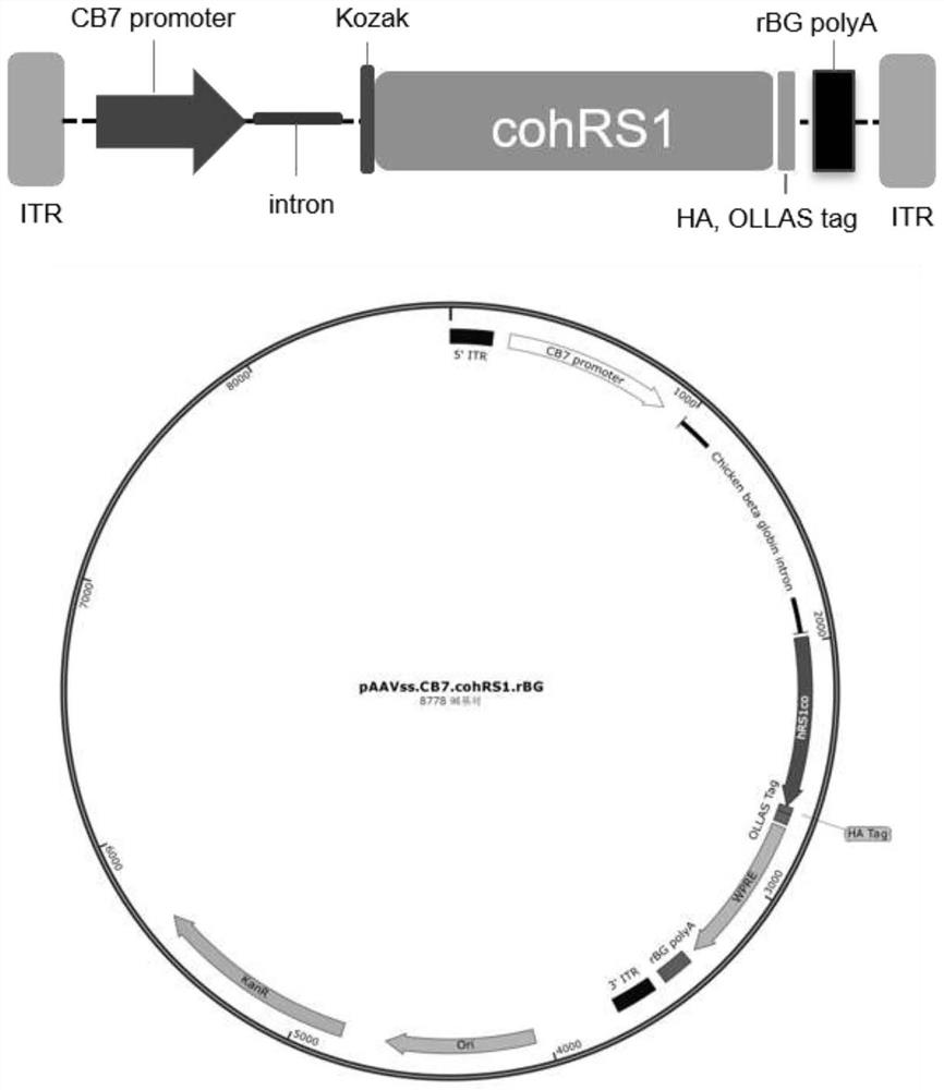 Recombinant adeno-associated virus for efficient tissue-specific expression of RS1 protein and application