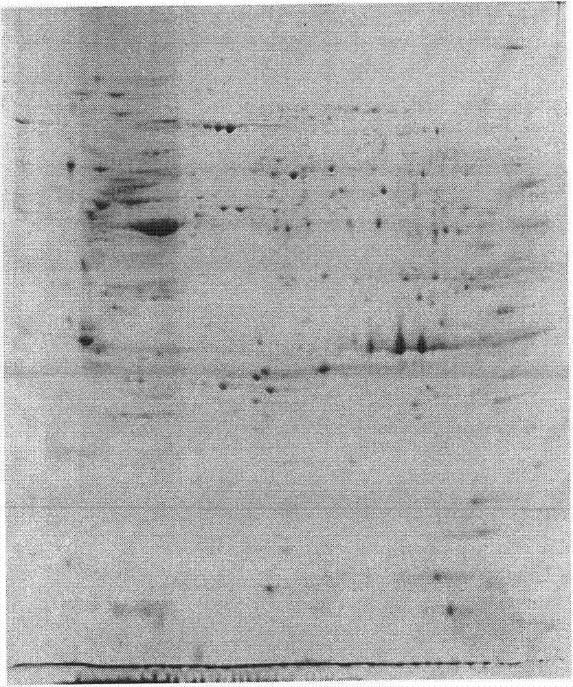 Extraction method of total protein from rumen epithelial tissue of milk cow