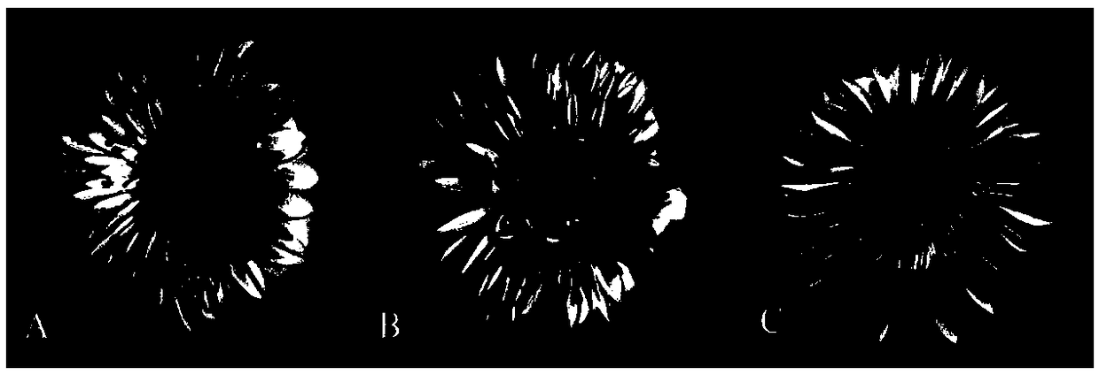 Application of GhGDEF3 gene of gerbera hybrida in double flower formation