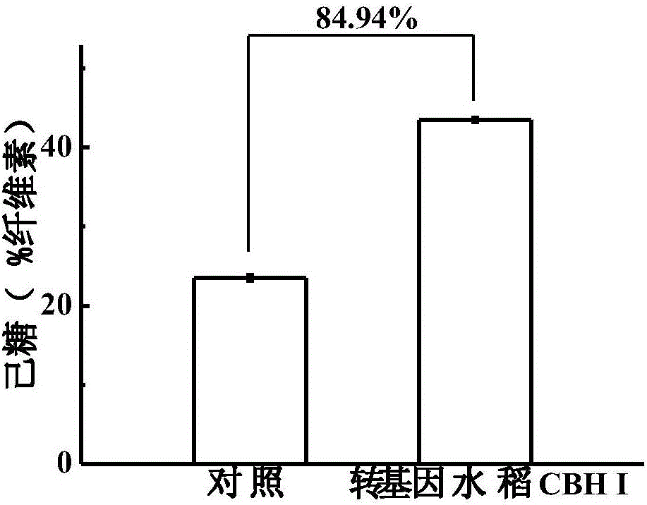 Method for improving rice straw degradation and transformation efficiency by virtue of exoglucanase