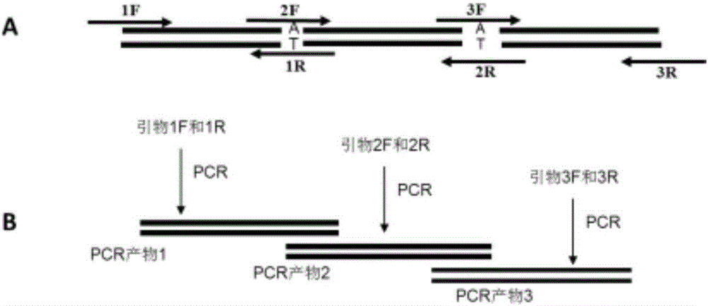 Method for improving rice straw degradation and transformation efficiency by virtue of exoglucanase