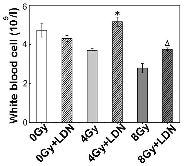 Application of hepcidin antagonist ldn193189 and its derivatives in the preparation of medicine