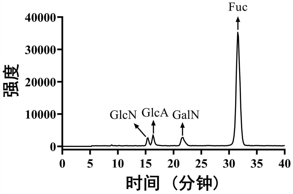 Application of sulphated sea cucumber polysaccharide and weak acid degradation product thereof in promotion of lactobacillus proliferation