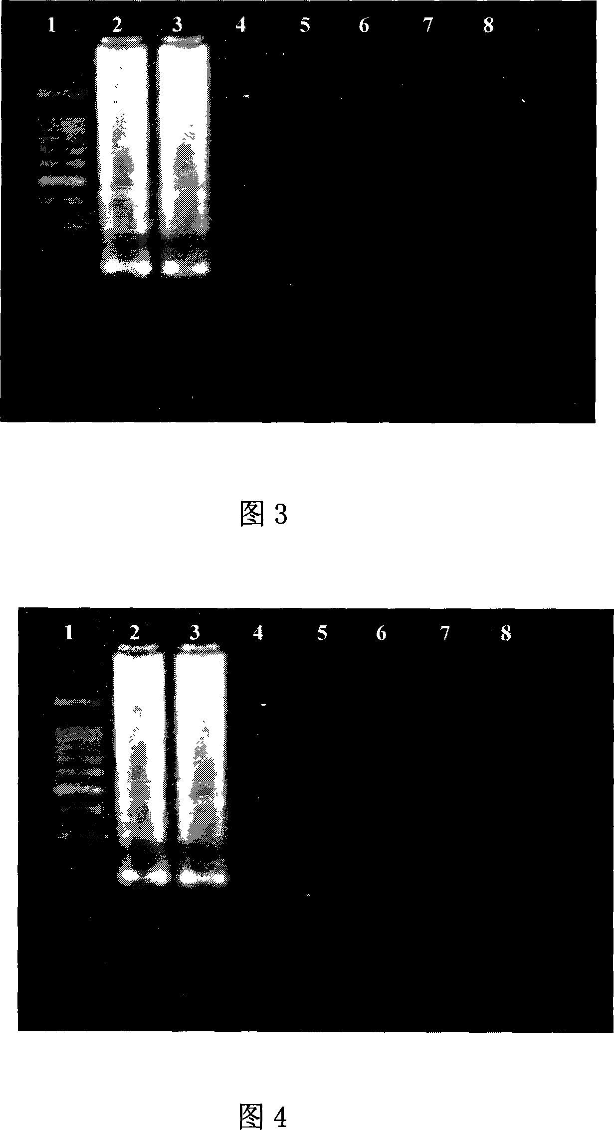 Primer, detection method and detection reagent kit for detecting staphylococcus aureus