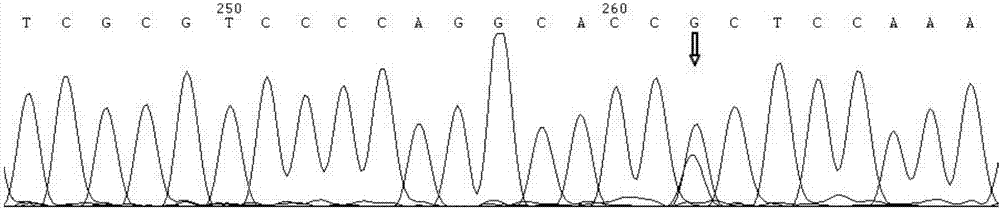 Method for constructing KARS-gene-mutated mouse models and application of KARS-gene-mutated mouse models