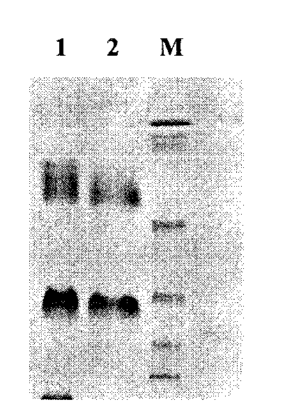 Method for preparing antihuman recombinant tissue factor monoclonal antibody