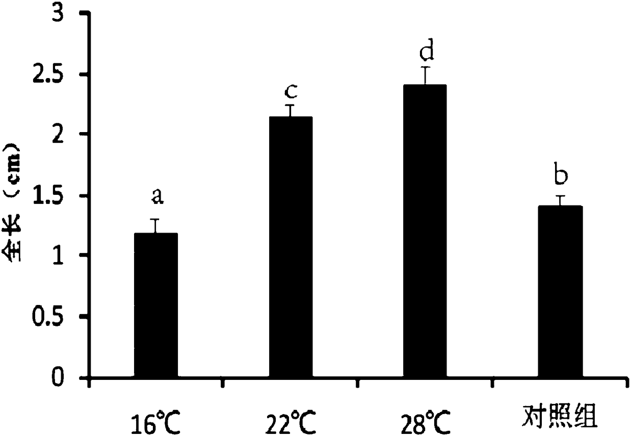 Early propagation and rapid breeding method of little yellow croakers