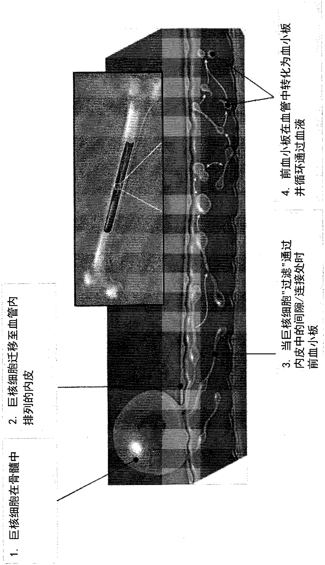 System and method for producing blood platelets