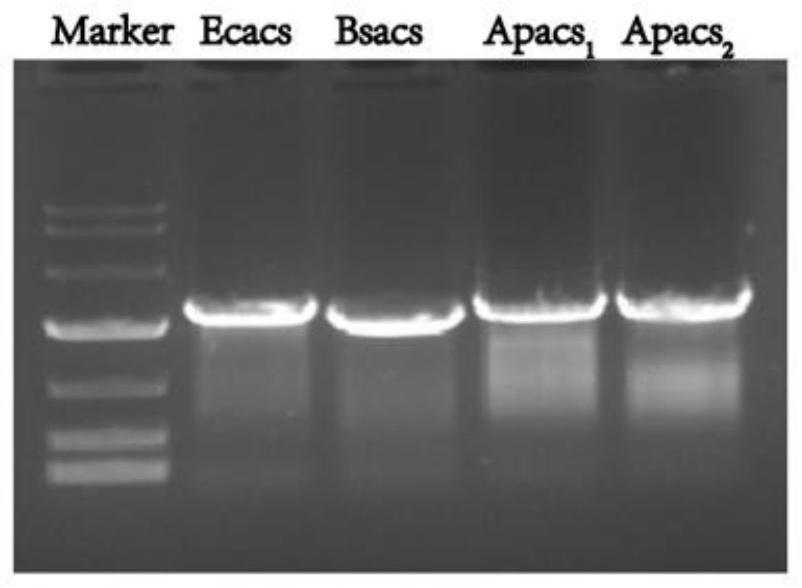 Method for enhancing utilization of acetic acid and improving L-arginine produced by escherichia coli fermentation