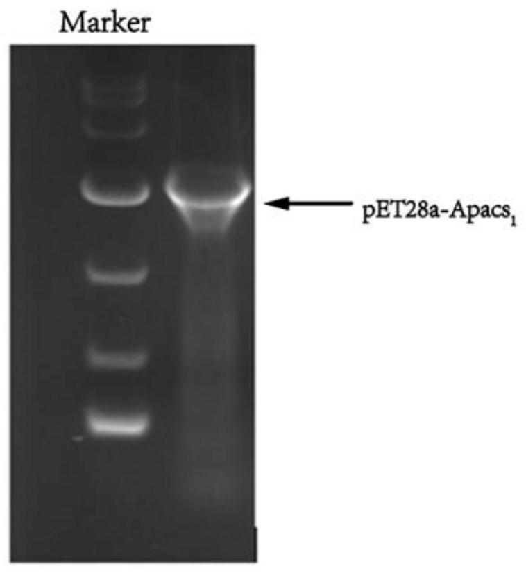 Method for enhancing utilization of acetic acid and improving L-arginine produced by escherichia coli fermentation