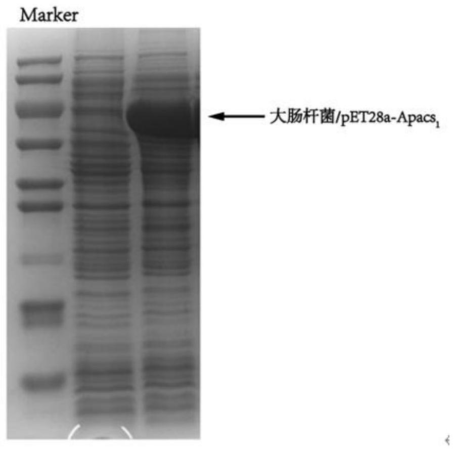 Method for enhancing utilization of acetic acid and improving L-arginine produced by escherichia coli fermentation