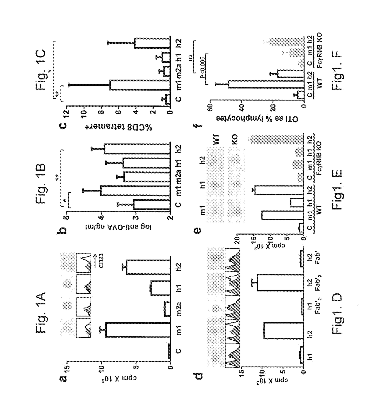 Modified antibodies containing modified igg2 domains which elicit agonist or antagonistic properties and use thereof