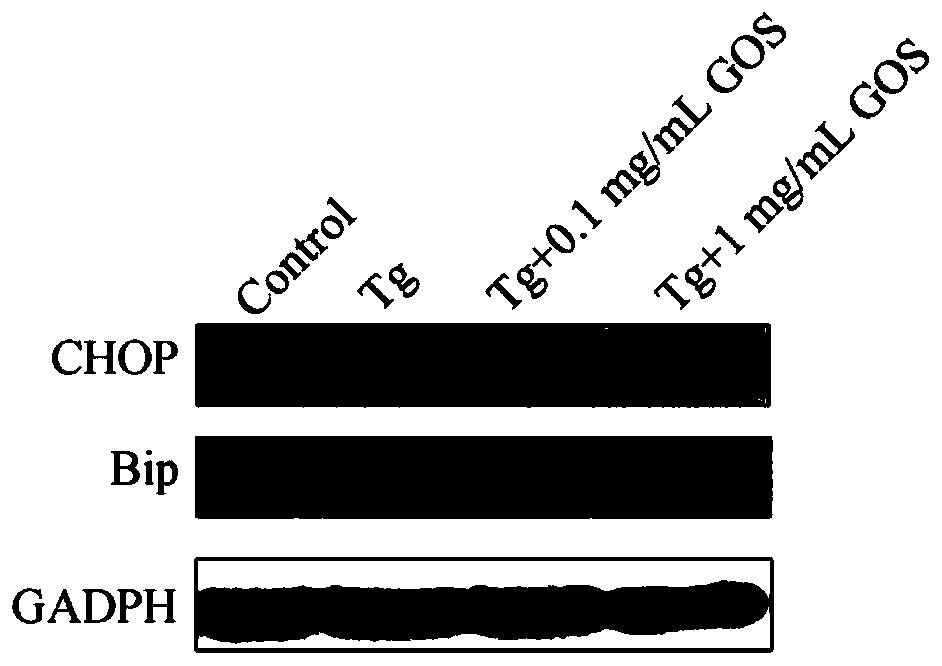 Application of oligo-guluronic acid in drugs for prevention and treatment of Tau protein diseases