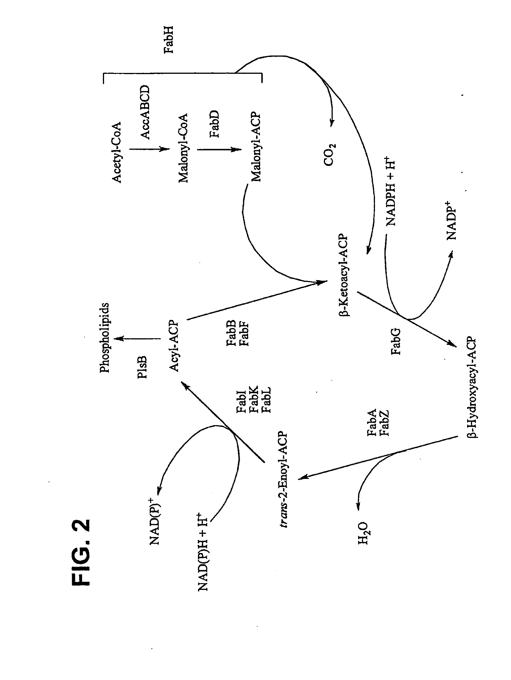 Systems and methods for the production of fatty esters