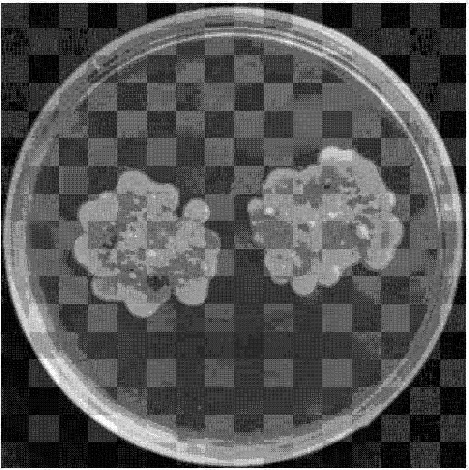 Pezicula ericae strain with plant growth promoting effect and application thereof