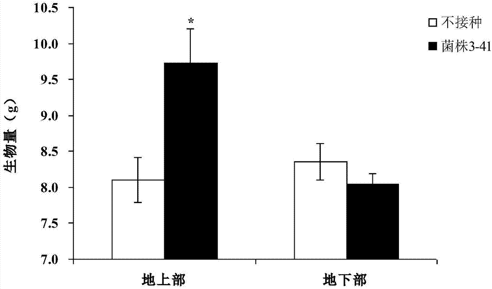 Pezicula ericae strain with plant growth promoting effect and application thereof