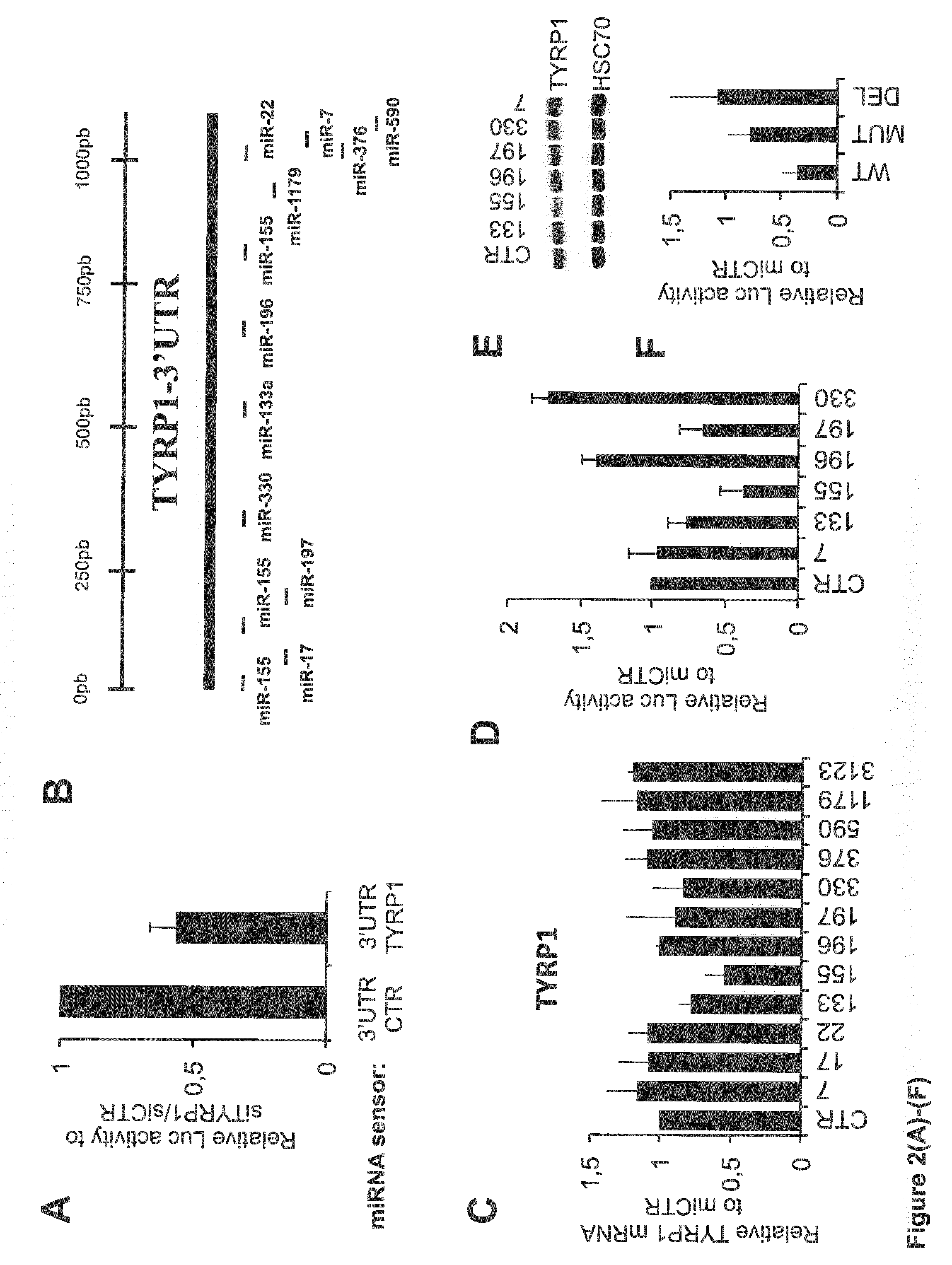 Tyrp1, a natural mirna sponge, and its use in managing human melanoma aggressiveness