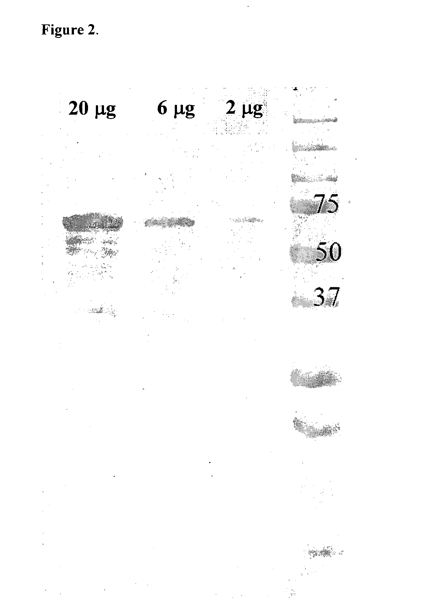 Immunogenic streptococcus pneumoniae peptides and peptide-multimers