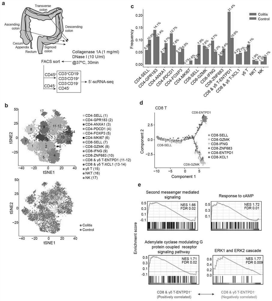 Immune Mechanism and Therapeutic Drugs of Gastrointestinal Diseases