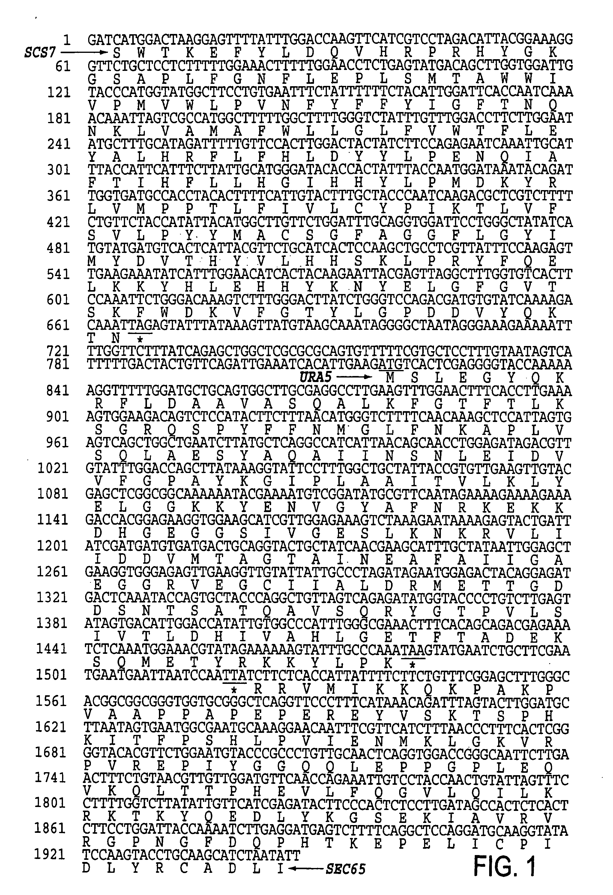 URA5 gene and methods for stable genetic integration in yeast