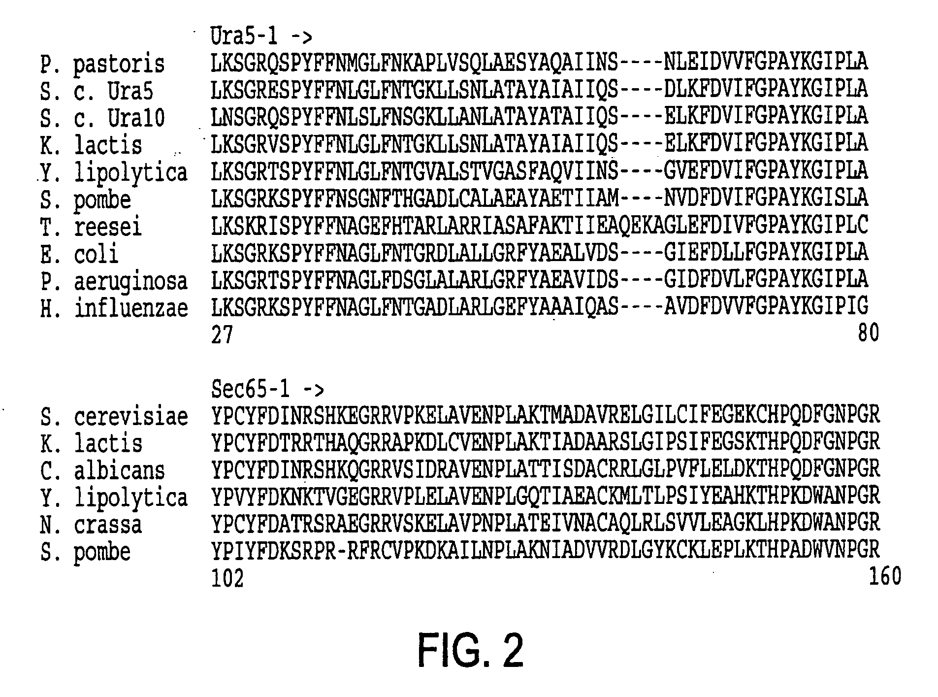 URA5 gene and methods for stable genetic integration in yeast