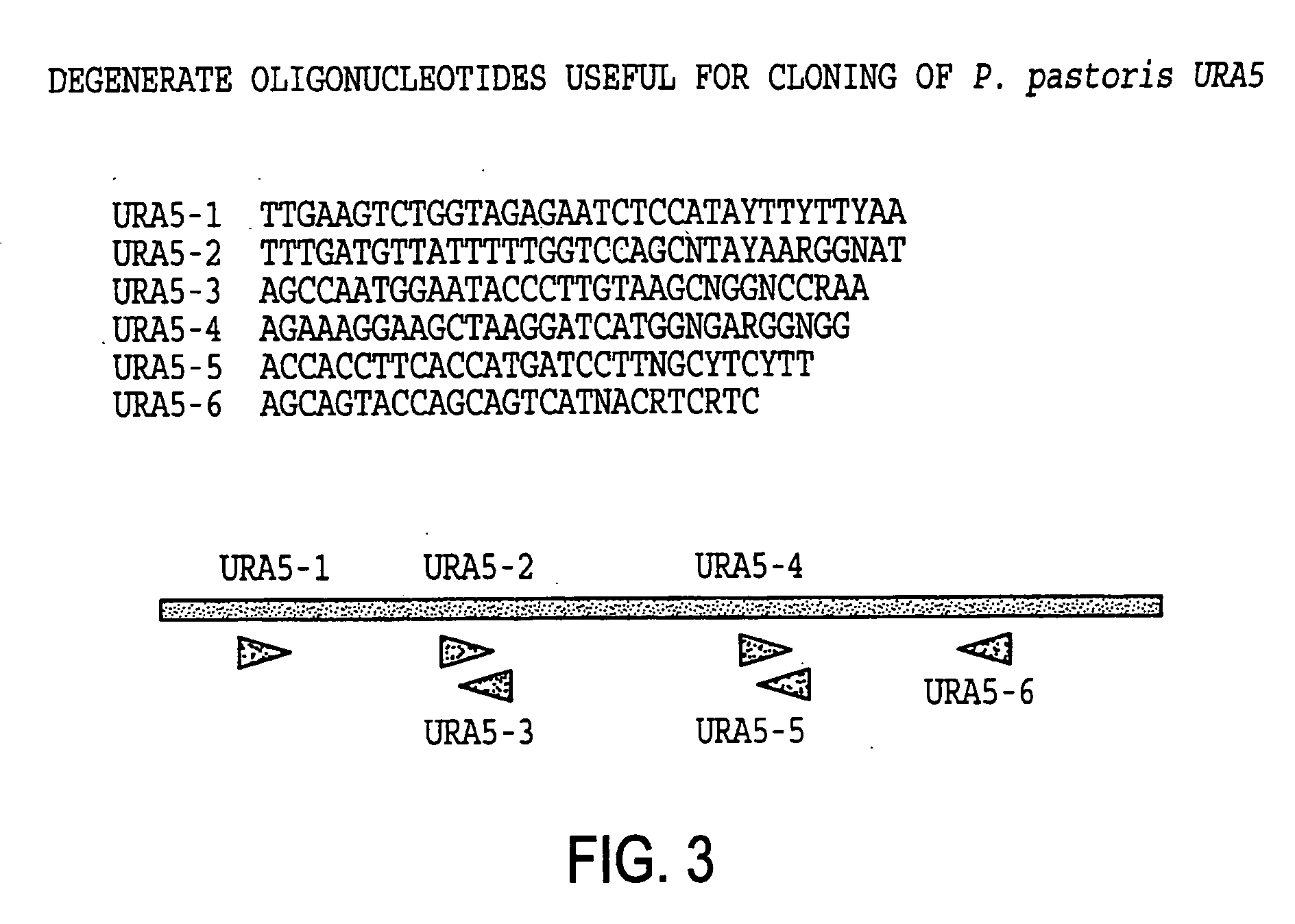 URA5 gene and methods for stable genetic integration in yeast