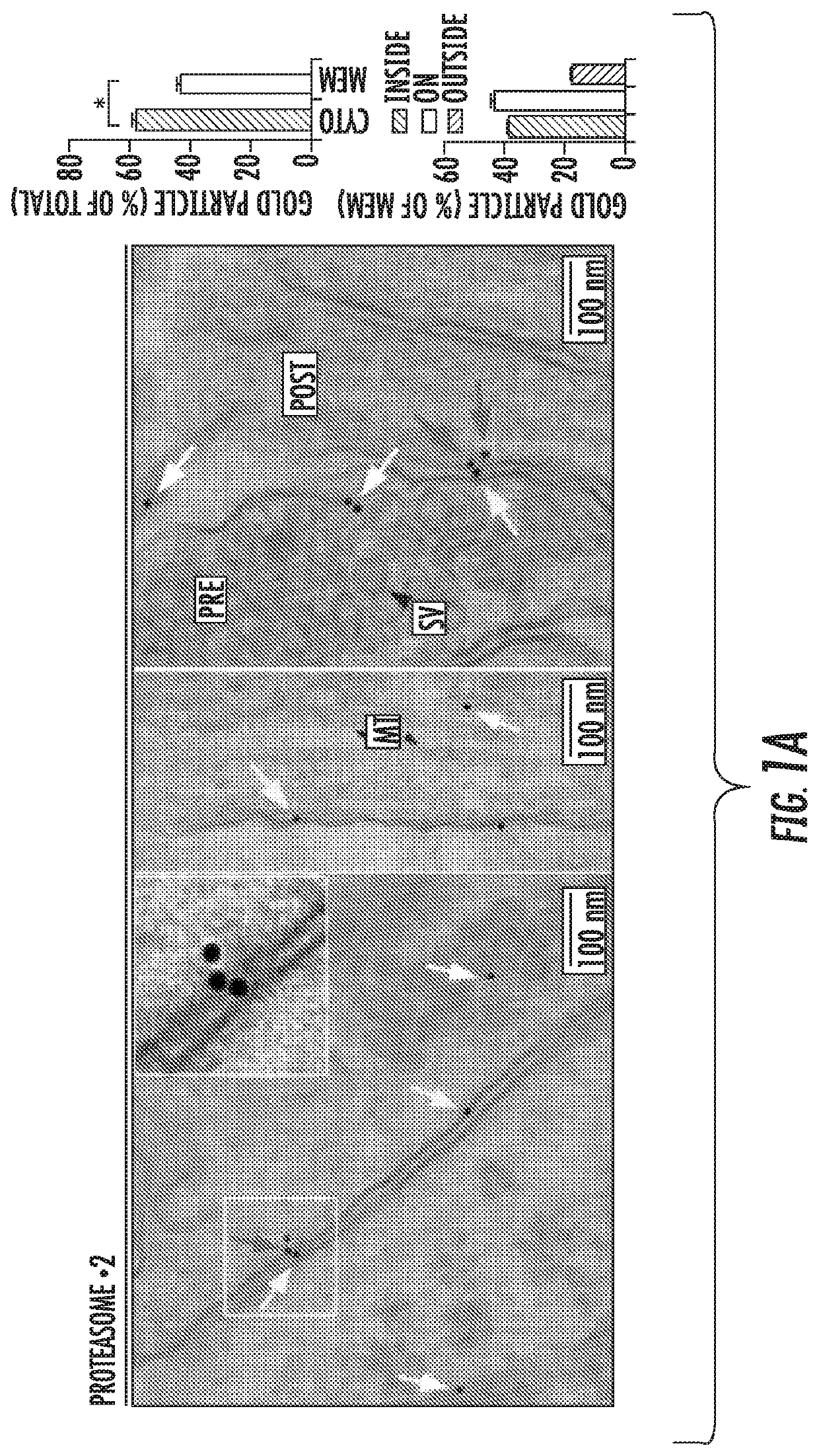 Nervous system-specific transmembrane proteasome complex that modulates neuronal signaling through extracellular signaling via brain activity peptides