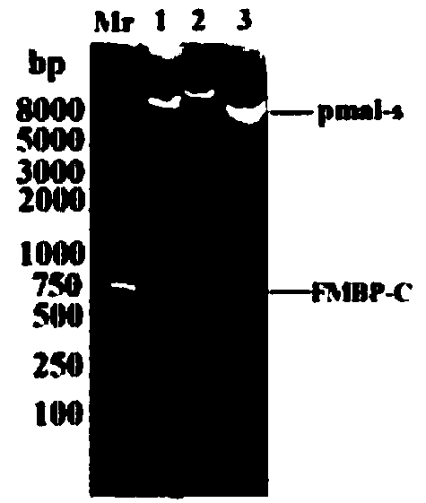 Bran coat source peroxidase anti-tumor active fragment as well as preparation method and application thereof