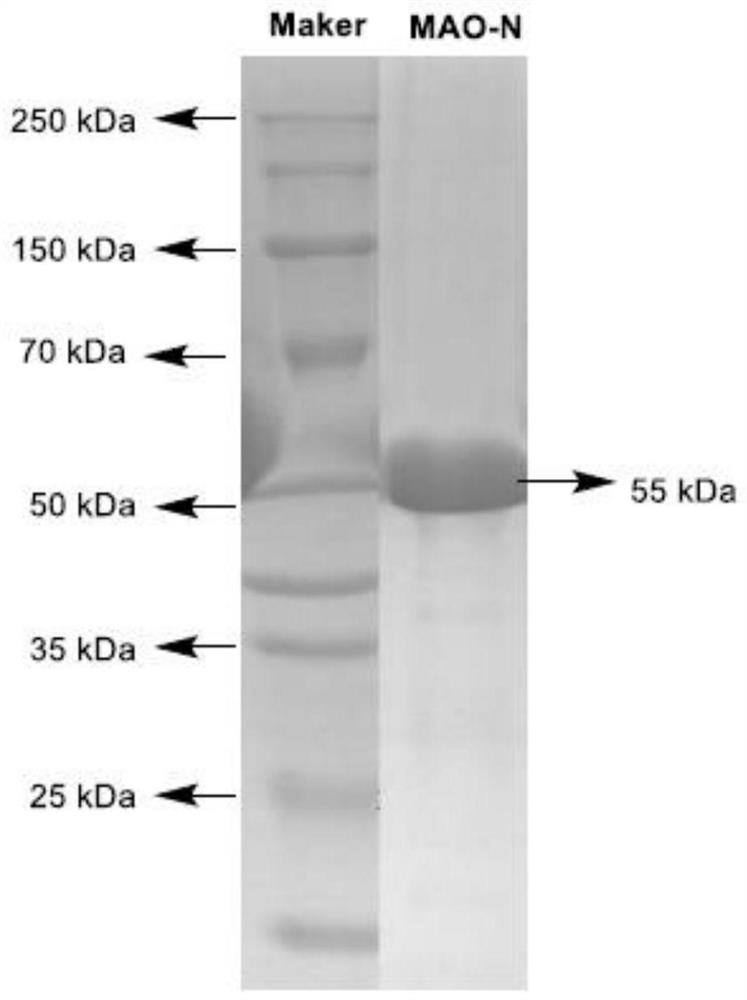 Application of monoamine oxidase in preparation of tropinone