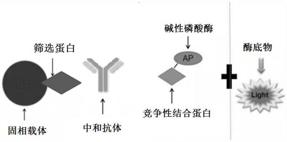 SARS-CoV-2 neutralization antibody detection kit