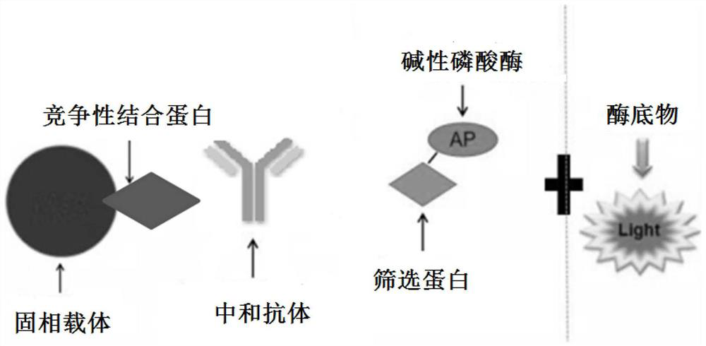 SARS-CoV-2 neutralization antibody detection kit