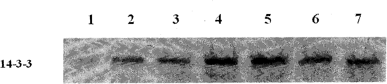 Leymus chinensis saline alkali stress induced 14-3-3 protein gene