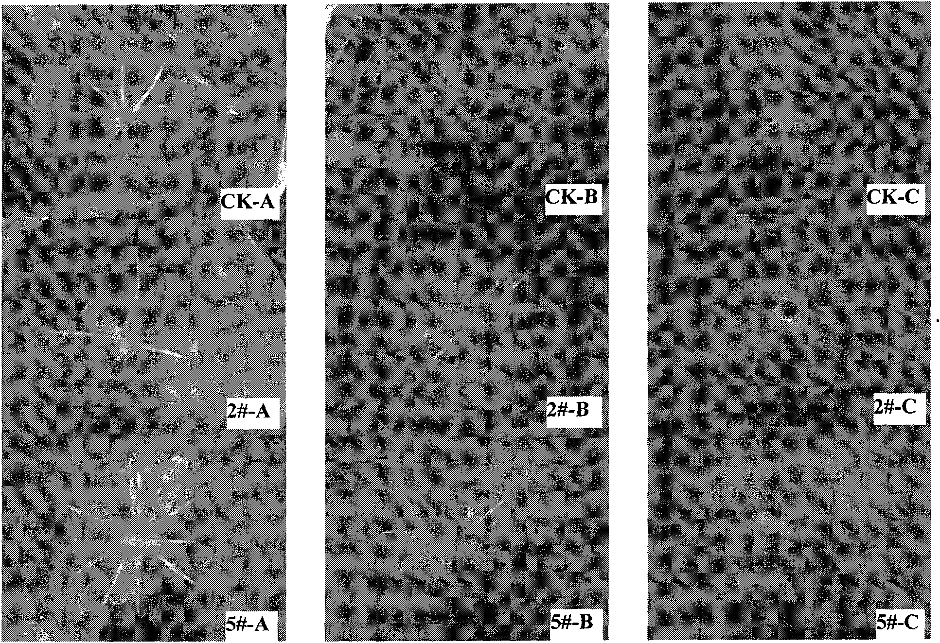 Leymus chinensis saline alkali stress induced 14-3-3 protein gene