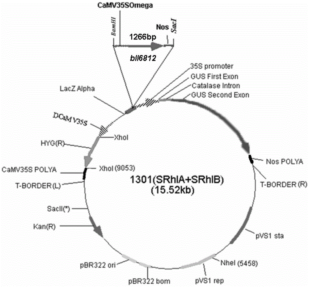 A d-amino acid dehydrogenase gene bll6812s and its preparation method and application