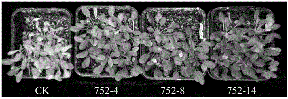 A d-amino acid dehydrogenase gene bll6812s and its preparation method and application