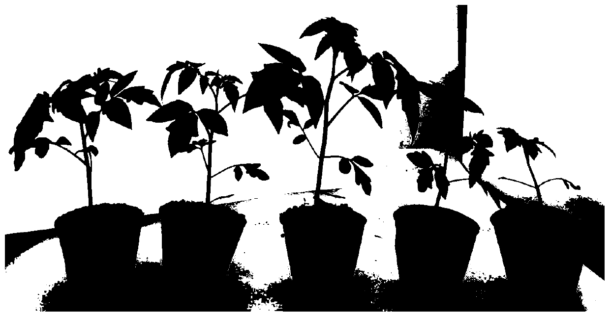 Compound biocontrol microbial agent as well as preparation method and application thereof